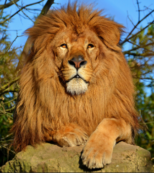 1. Lion in Arabic: أسد (‘Asad)