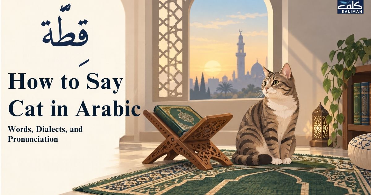 How to Say Cat in Arabic